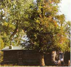 A log cabin built in 1850, located on Dahlia Street