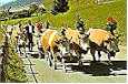 We saw cows with bells that made music