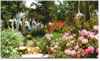 The garden