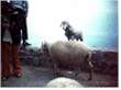 Larry Earl called the sheep kitties